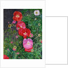Poppies, 2009 by Ruth Addinall