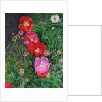 Poppies, 2009 by Ruth Addinall