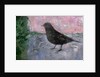The Early Bird, 2012 by Ruth Addinall