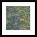 Brown Argus by Ruth Addinall