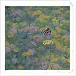 Brown Argus by Ruth Addinall