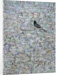 Blackbird in Tree by Ruth Addinall