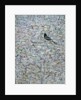 Blackbird in Tree by Ruth Addinall