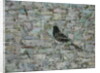 Blackbird in Tree by Ruth Addinall