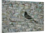 Blackbird in Tree by Ruth Addinall