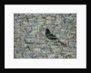 Blackbird in Tree by Ruth Addinall