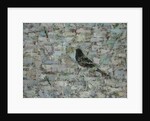 Blackbird in Tree by Ruth Addinall