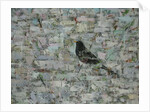 Blackbird in Tree by Ruth Addinall
