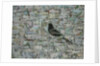 Blackbird in Tree by Ruth Addinall