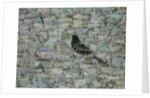 Blackbird in Tree by Ruth Addinall