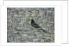 Blackbird in Tree by Ruth Addinall