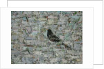 Blackbird in Tree by Ruth Addinall