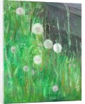 Dandelion Clocks in Grass by Ruth Addinall