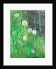 Dandelion Clocks in Grass by Ruth Addinall