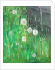 Dandelion Clocks in Grass by Ruth Addinall