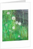 Dandelion Clocks in Grass by Ruth Addinall