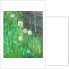 Dandelion Clocks in Grass by Ruth Addinall