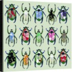 Beetledrive, 2008 by Sarah Hough