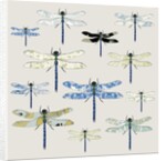 Odonata, 2008 by Sarah Hough