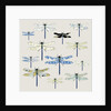 Odonata, 2008 by Sarah Hough