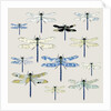 Odonata, 2008 by Sarah Hough