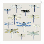 Odonata, 2008 by Sarah Hough