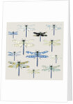 Odonata, 2008 by Sarah Hough