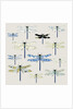 Odonata, 2008 by Sarah Hough