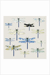 Odonata, 2008 by Sarah Hough