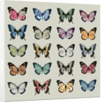 Papillon, 2008 by Sarah Hough