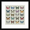 Papillon, 2008 by Sarah Hough