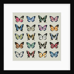 Papillon, 2008 by Sarah Hough