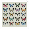 Papillon, 2008 by Sarah Hough