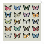 Papillon, 2008 by Sarah Hough