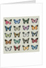 Papillon, 2008 by Sarah Hough