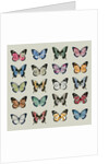 Papillon, 2008 by Sarah Hough