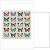 Papillon, 2008 by Sarah Hough
