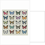 Papillon, 2008 by Sarah Hough