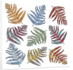 Ferns, 2012 by Sarah Hough