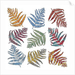 Ferns, 2012 by Sarah Hough
