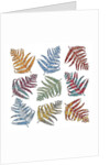 Ferns, 2012 by Sarah Hough