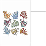 Ferns, 2012 by Sarah Hough