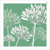 Agapanthus breeze, 2005 by Sarah Hough