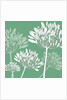 Agapanthus breeze, 2005 by Sarah Hough