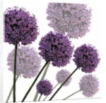 Allium Fernandez, 2004 by Sarah Hough