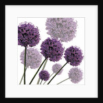 Allium Fernandez, 2004 by Sarah Hough