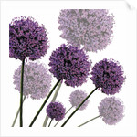 Allium Fernandez, 2004 by Sarah Hough