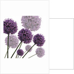 Allium Fernandez, 2004 by Sarah Hough