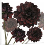 Arabian Night, 2004 by Sarah Hough