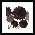 Arabian Night, 2004 by Sarah Hough